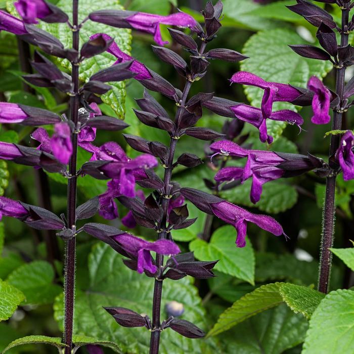 Rockin'&reg; 'Deep Purple' - Salvia from Milmont Greenhouses