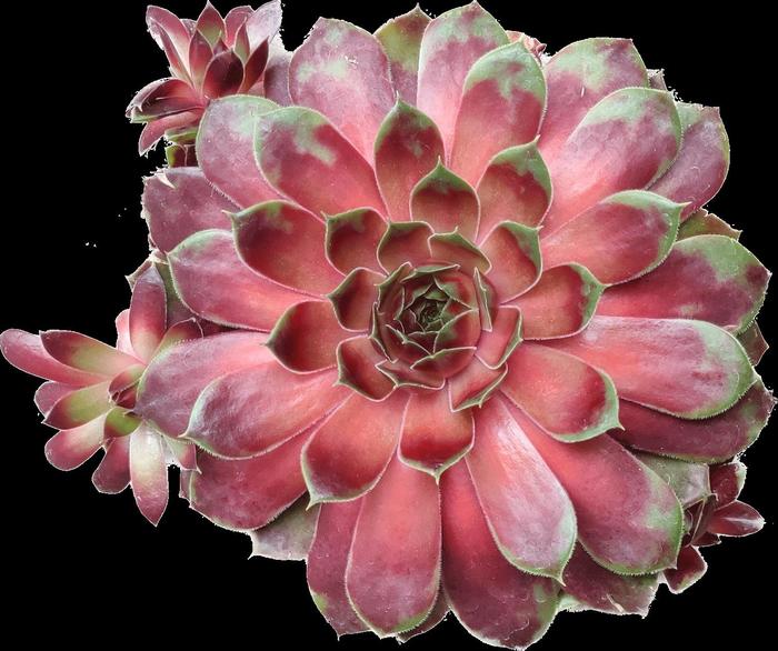 Colorockz® 'Coconut Crystal' Hen and Chicks - Sempervivum from Milmont Greenhouses
