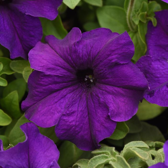 'Supercascade Blue' - Petunia hybrida from Milmont Greenhouses