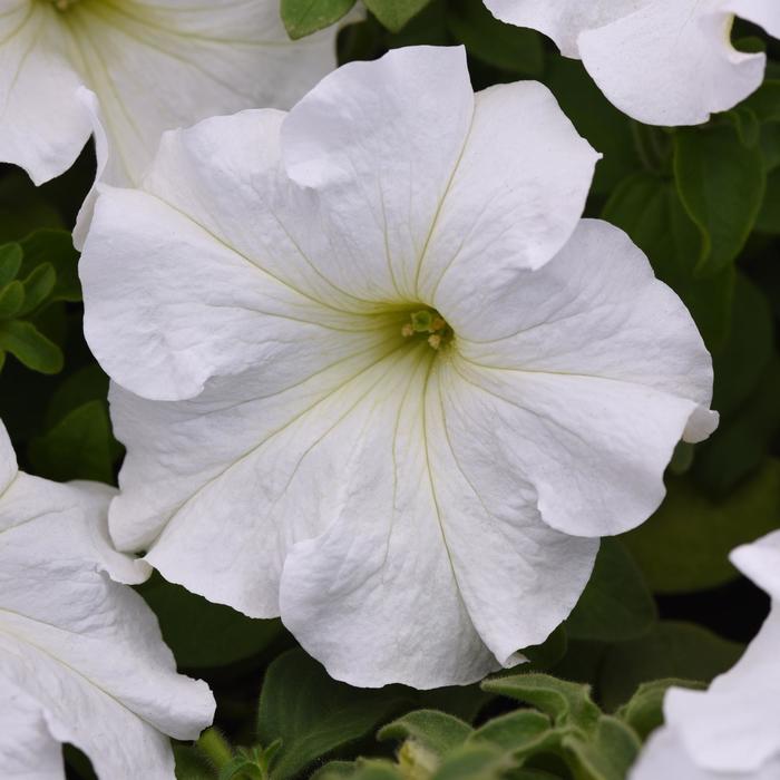 'Supercascade White' - Petunia hybrida from Milmont Greenhouses