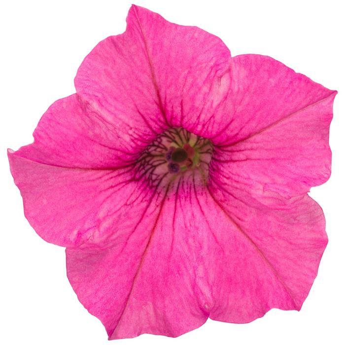 Supertunia&reg; 'Mini Vista&trade; Hot Pink - Petunia from Milmont Greenhouses