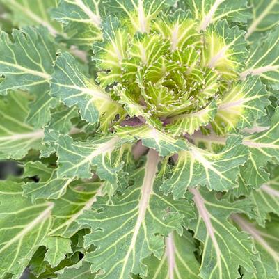 Fall Vegetable Planting in Virginia