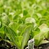 Fall Gardening Prep in the Shenandoah Valley: What to Plant, Prune & Plan Now