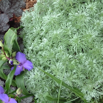 Artemisia schmidtiana 'Silver Mound' (Wormwood) - Silver Mound Wormwood