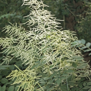 Aruncus dioicus (Goats Beard) - Goats Beard