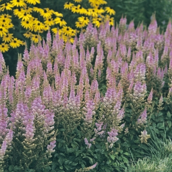 Astilbe chinensis 'Pumila' (Astilbe-Chinese Dwarf) - Pumila Astilbe-Chinese Dwarf