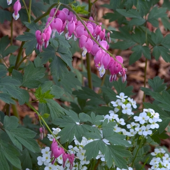 Dicentra spectabilis (Bleeding Heart) - Bleeding Heart