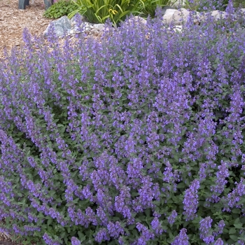 Nepeta racemosa 'Walker's Low' (Catmint) - Walker's Low Catmint