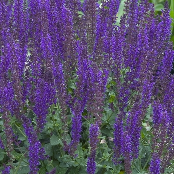 Salvia nemorosa - 'East Friesland (Ostfriesland)' Meadow Sage