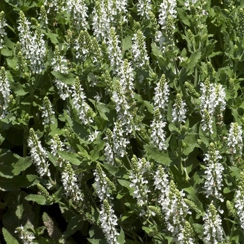 Salvia x sylvestris 'Snow Hill (Schneehugel)' (Sage) - Snow Hill (Schneehugel) Sage
