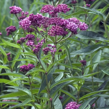 Asclepias incarnata 'Cinderella' (Butterfly Flower) - Cinderella Butterfly Flower