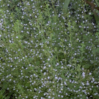 Calamintha nepeta - 'Blue Cloud' Calamint