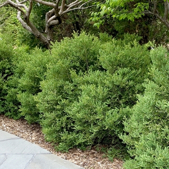 Buxus microphylla var. japonica - 'Wintergreen' Boxwood Buxus microphylla var. japonica - 'Wintergreen' Boxwood