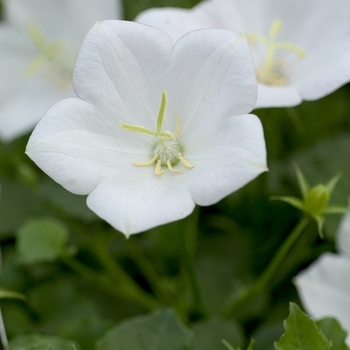 Campanula carpatica - 'White Clips' Carpathian Bellflower