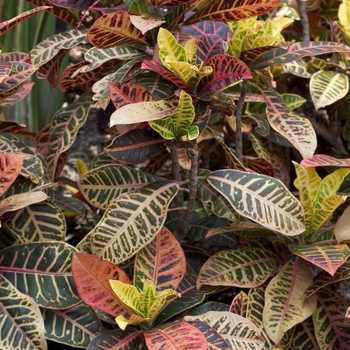 Codiaeum variegatum (Croton) - Croton