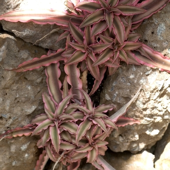 Cryptanthus (Earth Star) - Earth Star