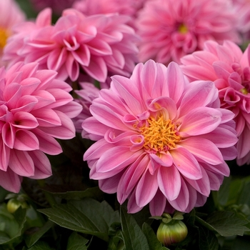 Dahlia - Dahlietta&reg; 'Emily'