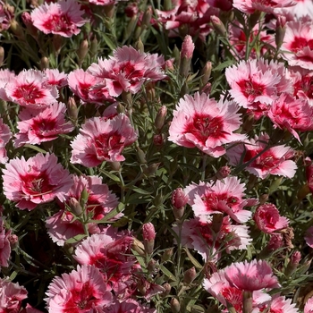 Dianthus chinensis (Pinks) - Super Parfait™ 'Strawberry'
