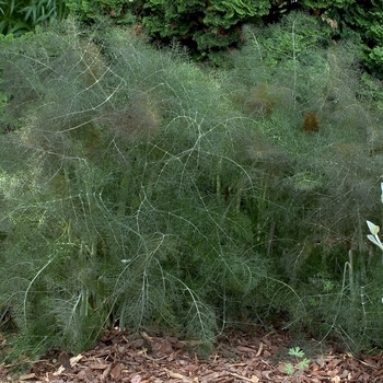 Foeniculum vulgare 'Purpureum' (Bronze Fennel) - Purpureum Bronze Fennel