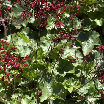 Heuchera 'Ruby Bells' (Coral Bells) - Ruby Bells Coral Bells