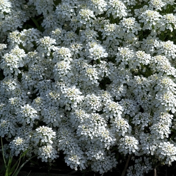 Iberis sempervirens 'Alexanders White' (Candytuft) - Alexanders White Candytuft