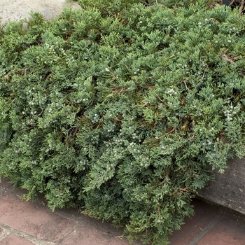 Juniperus horizontalis - 'Wiltonii' Blue Rug Juniper