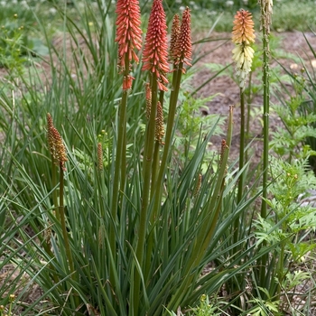 Kniphofia uvaria - 'Flamenco Mix' Red Hot Poker
