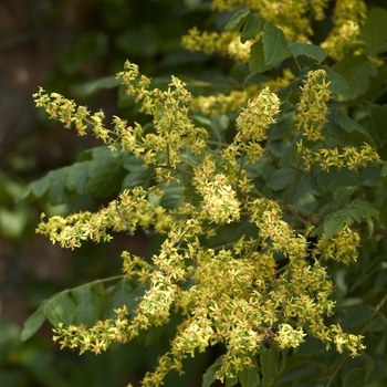 Koelreuteria paniculata - Golden Rain Tree Koelreuteria paniculata - Golden Rain Tree