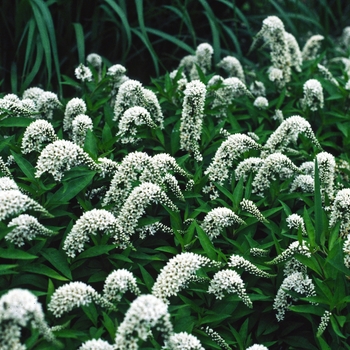 Lysimachia clethroides - Gooseneck Loosestrife
