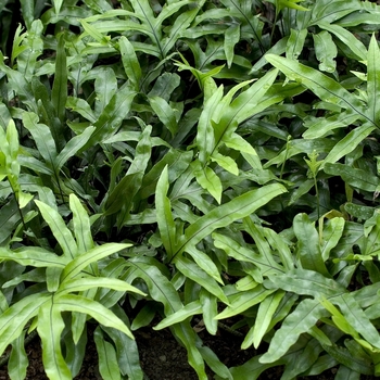 Microsorum diversifolium (Kangaroo Paw Fern) - Kangaroo Paw Fern Microsorum diversifolium (Kangaroo Paw Fern) - Kangaroo Paw Fern