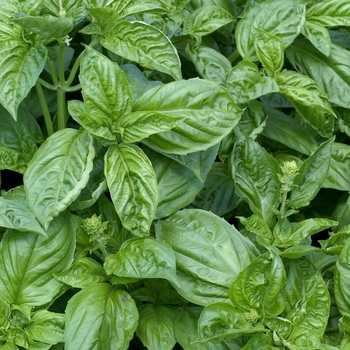 Ocimum basilicum 'Nufar' (Basil) - Nufar Basil