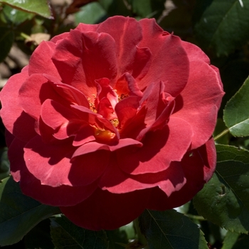 Rosa - 'Hot Cocoa' Rose