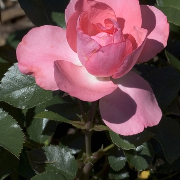 Rosa - 'Passionate Kisses®' Rose