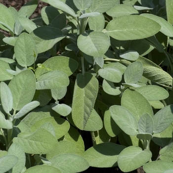 Salvia officinalis 'Berggarten' (Sage) - Berggarten Sage