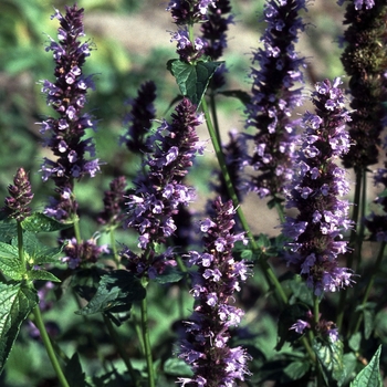 Agastache - 'Black Adder' Hummingbird Mint