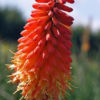 Kniphofia 'Alcazar' (Tritoma) - Alcazar Tritoma