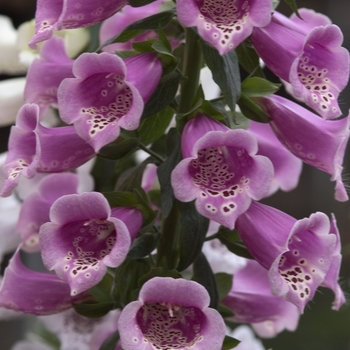 Digitalis purpurea (Foxglove) - Camelot&trade; Rose
