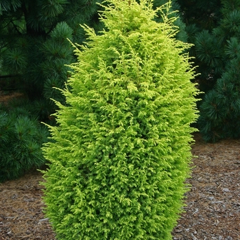 Juniperus communis - 'Gold Cone' Juniper