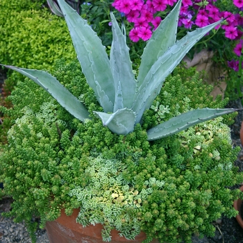Agave (Century Plant) - Century Plant Agave (Century Plant) - Century Plant