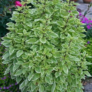 Ocimum basilicum 'Pesto Perpetuo' PP16260 (Basil) - Pesto Perpetuo Basil