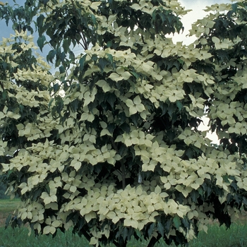 Cornus kousa - 'Greensleeves' Dogwood