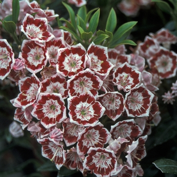 Kalmia - 'Minuet' Mountain Laurel