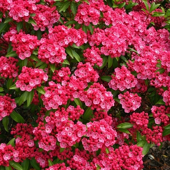 Kalmia - 'Sarah' Mountain Laurel