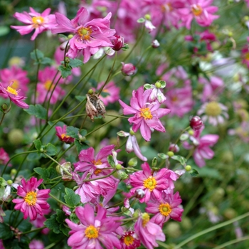 Anemone hupehensis var. japonica 'Pamina' (Japanese Anemone) - Pamina Japanese Anemone