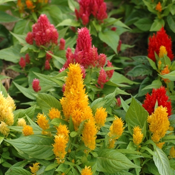 Celosia plumosa - 'Ice Cream Mix' Cockscomb