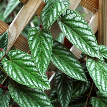 Cissus discolor - Rex Begonia Vine Cissus discolor - Rex Begonia Vine