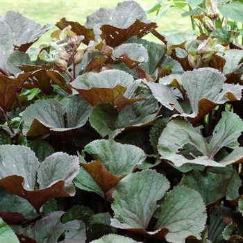 Ligularia dentata 'Othello' (Big Leaf Ligularia) - Othello Big Leaf Ligularia