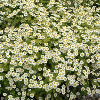 Matricaria recutita (German Chamomile) - German Chamomile