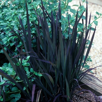 Oryza sativa - 'Red Dragon' Ornamental rice Oryza sativa - 'Red Dragon' Ornamental rice