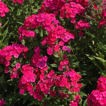 Phlox paniculata - 'Red Riding Hood' Garden Phlox